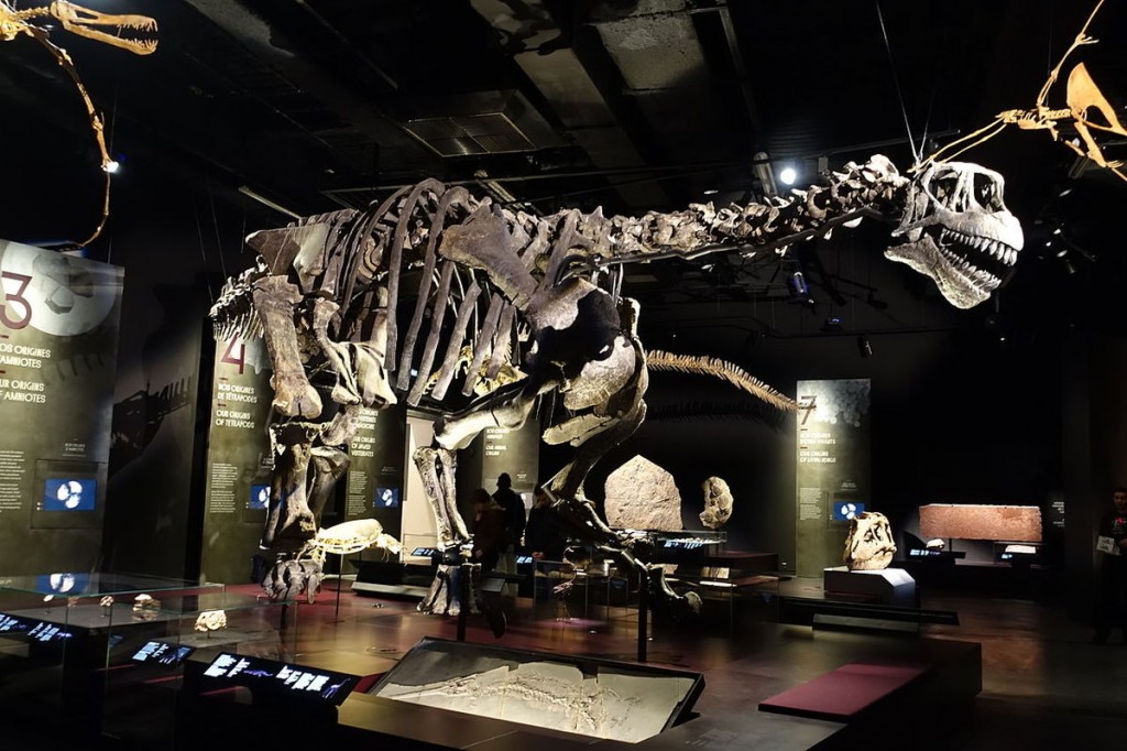 ob_a86720_camarasaurus-musee-des-confluences